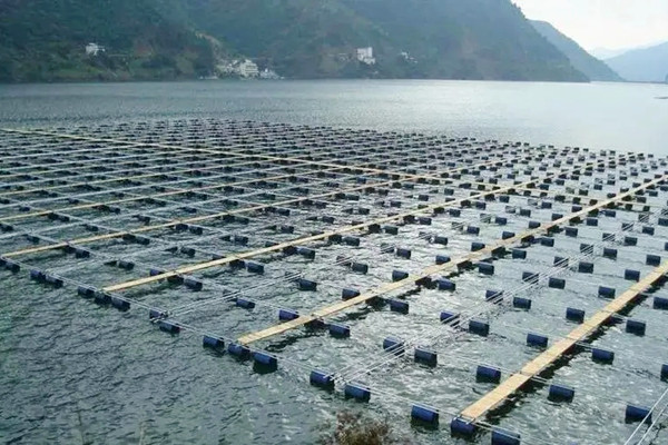 水產養殖中使用沸石粉可以增產嗎？-國投盛世