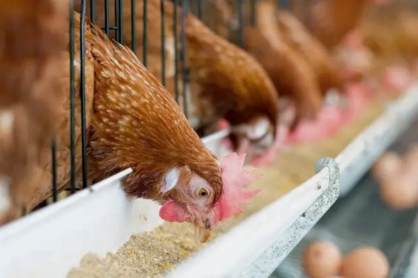 沸石粉用作飼料添加劑有什么優(yōu)點？