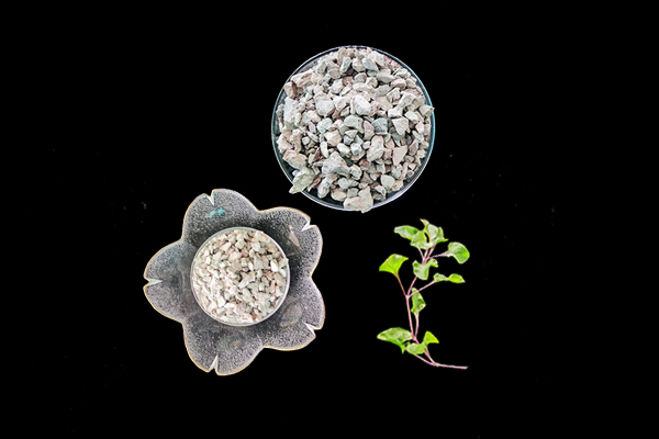 種植蓮藕時加入沸石能提高產量嗎？