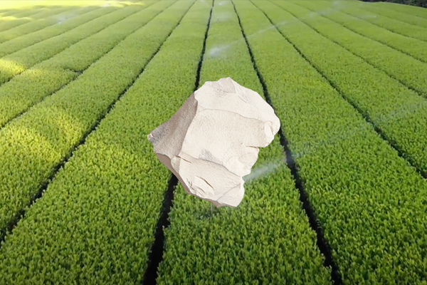 增產茶葉用天然沸石是否可行？-國投盛世