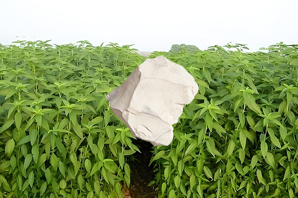 黃麻種植過(guò)程中添加沸石能否有效提升產(chǎn)量？