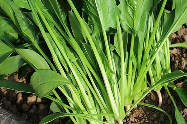 沸石能否對菠菜的種植進行增產？