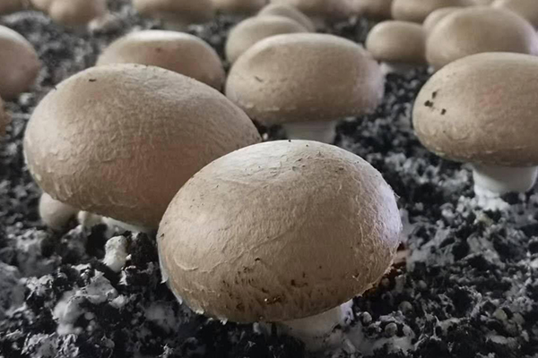 種蘑菇時加入沸石真的能夠有效提升產量嗎？
