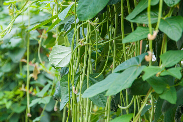 沸石能提升豇豆種植效果嗎？-國投盛世