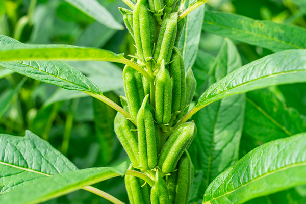 芝麻種植能否借助沸石提升品質？