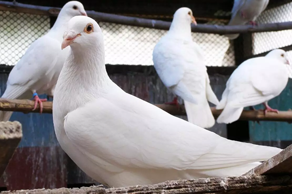 飼養鴿子時為什么要用到沸石？