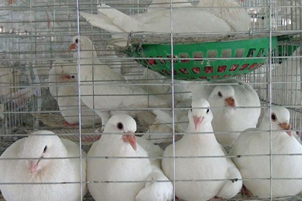 為什么肉鴿飼料中添加沸石能促進健康與生產？