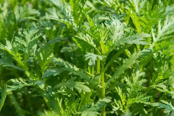 為什么種植茼蒿時加入沸石能增產？