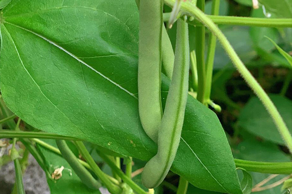 種植四季豆時加入沸石能提高產(chǎn)量嗎？