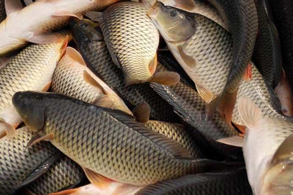 養殖鯉魚時添加沸石能帶來哪些好處？