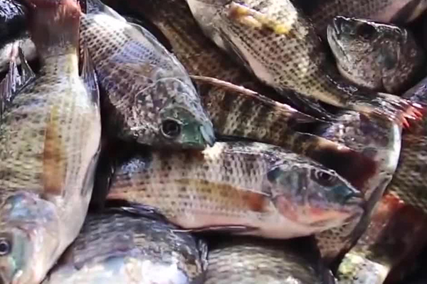 養(yǎng)羅非魚(yú)時(shí)加入沸石能帶來(lái)哪些好處？