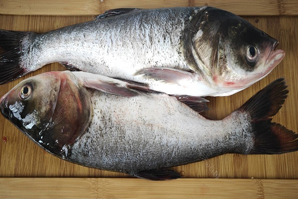 養(yǎng)胖頭魚(yú)時(shí)加入沸石能提升養(yǎng)殖效果嗎？
