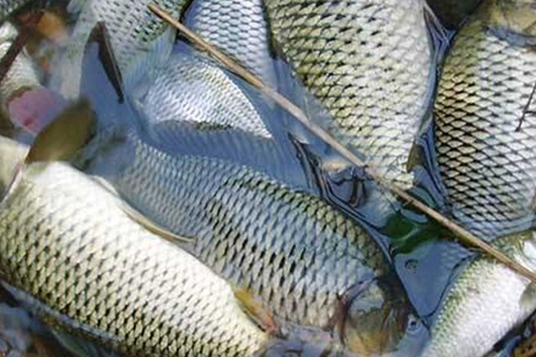 養淡水魚時添加沸石能提升水質嗎？-國投盛世