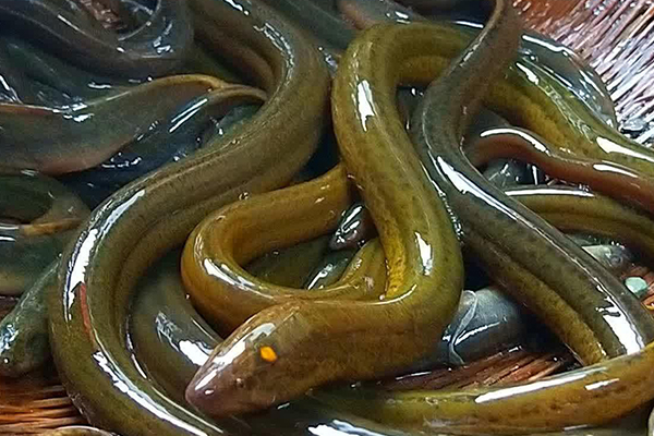養泥鰍時添加沸石能改善水質嗎？-國投盛世