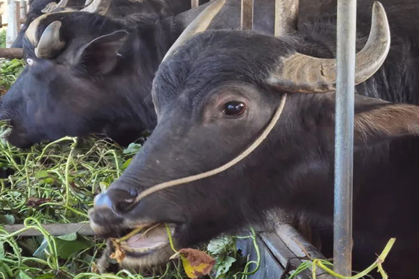 沸石能提升水牛飼養效率嗎？