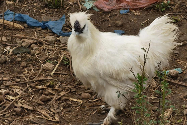 為什么飼養(yǎng)烏雞時加入沸石能改善效益？-國投盛世
