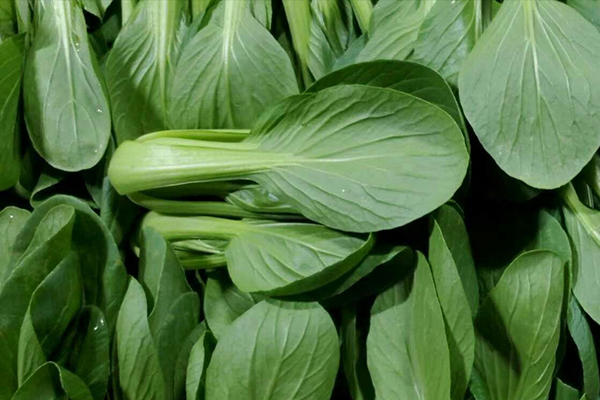 種植小油菜使用沸石能增產嗎？-國投盛世