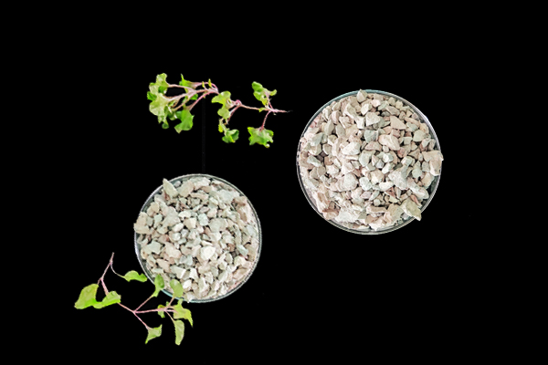 種植小油菜使用沸石能增產嗎？-國投盛世