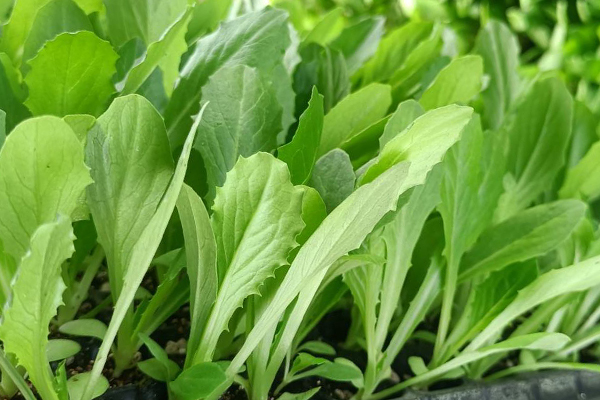 油麥菜育苗和種植時(shí)使用沸石帶來(lái)哪些好處？